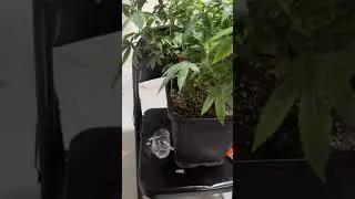 Jet fuel clone update