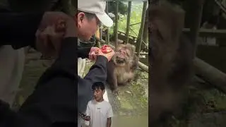 Mono sonr&iacute;e por comida😁