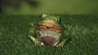 636057 4Living Garden statue Frog croaking