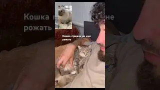 Кот -Пиражок и родильное отделение   #cat #shortvideo #short #кошка #котята