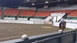 Half Arabian Ranch Riding Open AHANE 2019