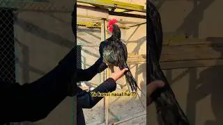 Black mushka bengum aseel murga ❤️🥰#aseelmurga #shortsfeed #ytshorts #youtubeshorts #shorts #pets