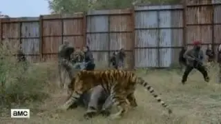 The walking dead shiva attacks saviors