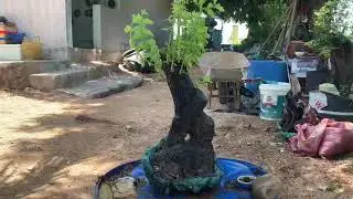 M171 gl cẩm thị sống khỏe 250k lh0328223556