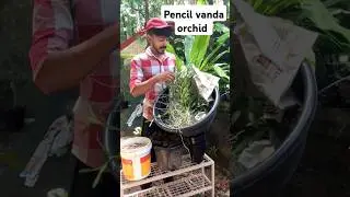 Pencil vanda orchid potting Malayalam / cheapest rate available in Kerala Trivandrum kattakada