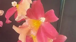 Cutting orchid spikes! Sad Sunday (slightly)😔My Burr. Francine 'Roseglow'