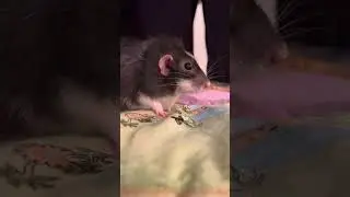 Tasty snack on the bedding 😂 #pocketpuppy #rat #petrat #cute #petrodent #mouse