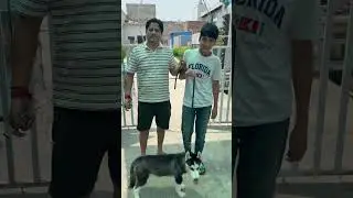 The client gave his 🐶to my dog ​​boarding hostel for the first time & he had a very good experience