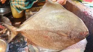 Perfect Fresh Black Pomfret Fish Cleaning & Cutting Skills Live In Fish Market At Knife By Young Man
