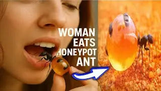 ANT Honey, The Ancient Aussie Secret to Fighting Infections?