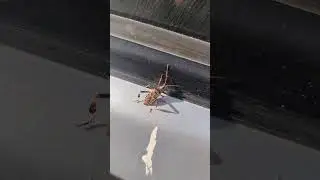 #Жук 🪲 #Убийца Леса Сосновый Семенной Клоп Forest Killer - Western Conifer Seed #Bug 4k Shorts
