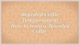 Bearded Collie  Temperament