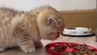 Милый котёнок впервые ест хрустящий корм как взрослый!
