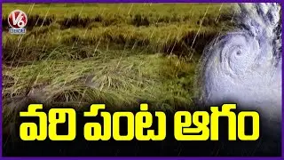 Montha Cyclone Effect  : Paddy Crop Damage In Paleru Due To Heavy Rains  | Khammam | V6 News