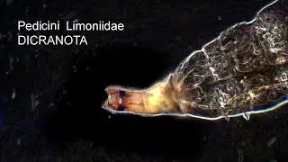 Dicranota larvae