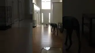 Blue Doberman sneaking up on Yorkie.. 👀