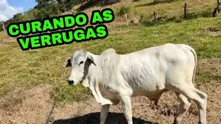 COMO CURAR VERRUGA BOVINA? (PAPILOMATOSE)