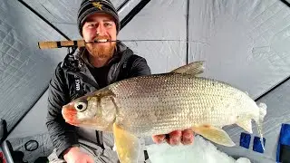 STURGEON BAY WHITEFISH - smash fest on ice!