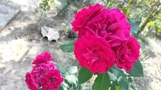 Pure red Desi Rose🌹of my garden || Multiple Garden
