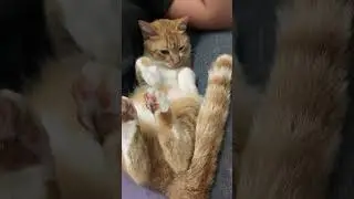 Tickle cats foot