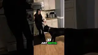 Dog Almost BITES Off Hand! #funny #cute #dog #animals #shorts
