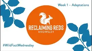 Wild Fact Wednesday Week 1 - How are Red Squirrels adapted to their habitat?