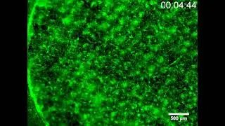 Fluo-8 AM calcium imaging of neuronal networks on 3D scaffold