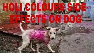 Holi Colour side effects on dog !! 1000 Subscriber thanks !! Dog Ultimate Care