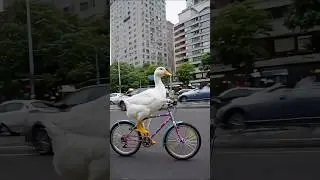 duck cycling #funny #viralvideo #shortvideo #shorts