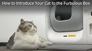 How to Introduce Your Cat to the Furbulous Box