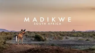 Madikwe, South Africa | Wildlife Photographic Safari | 4k 100fps