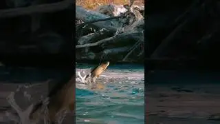 fish jumping out of water