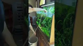 Stop on arr&ecirc;te d&rsquo;aspirer l&rsquo;eau avec la bouche. M&eacute;thode simple pour changer l&rsquo;eau de l&rsquo;aquarium.