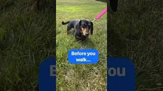 Save your Dog's Paws with the 7 Second Rule🐾 #dogshorts