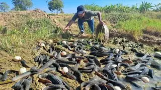 Wow Wow amazing -A farmer collects duck eggs and catches a lot of fish in a rice field.