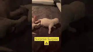 The Cutest Little Puppy Poop 🥰💩 #puppies #goldendoodle #cute