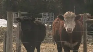 New funds available for Maine farmers who work in meat, poultry processing
