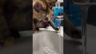 Cat drinking tap water part I | 🐱💧(ASMR)