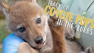 Tracking Highly Cute Coyote Pups in the 'Burbs | Forest Preserves of Cook County