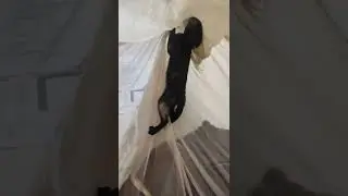 mad pussy