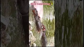 animals 🌳....#ytshorts #travel #zoo #wildlife #wildanimals #shorts #pets