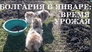 Январский урожай в Болгарии