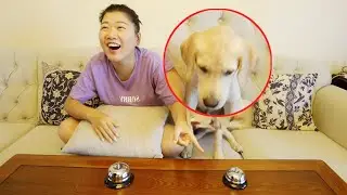 LABRADOR PUPPY: Ring The Bell, Get The Treat! 😂