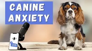 Understanding and Calming Cavalier King Charles Spaniel Canine Anxiety 🐶 A Facebook Live Q & A