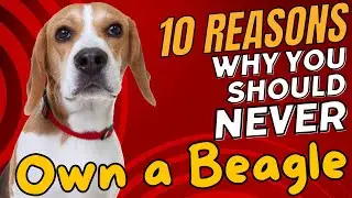 10 Reasons Why You Should NEVER Own a Beagle 🐶🚫