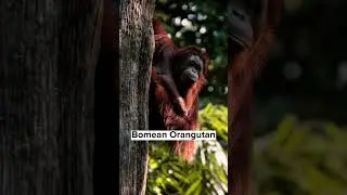 6 Animals that will be extinct by 2050 😭p#1