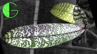 Apartment and greenhouse orchids update • 8 August 2020