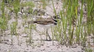 Killdeer plays broken wing act for protecting its nest