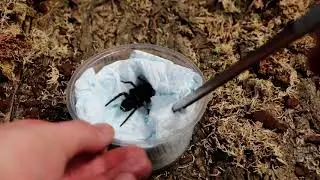 FUNNEL WEB SPIDER