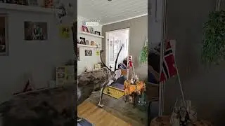 When Santa&rsquo;s crew goes rogue 🦌🤣
